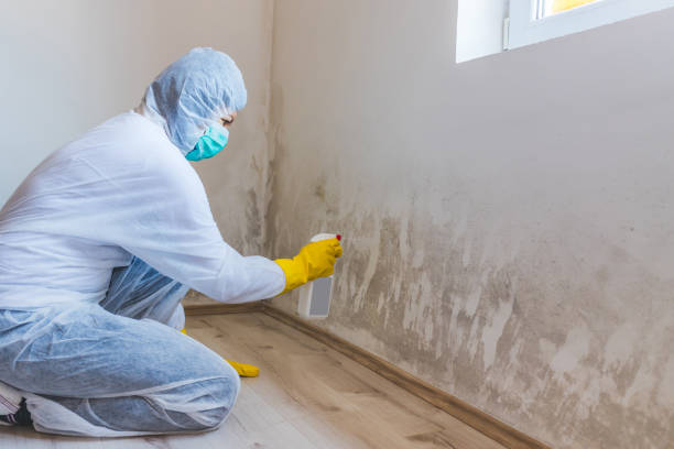 Licensed Mold Remediation service in Huntington, VA - Car Mold Remediation