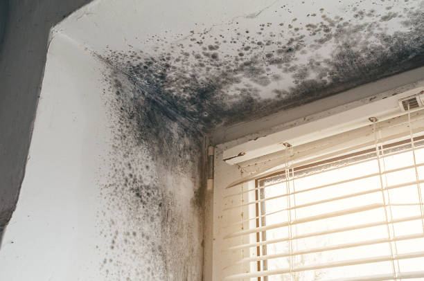 Affordable Mold Remediation solutions in Huntington, VA